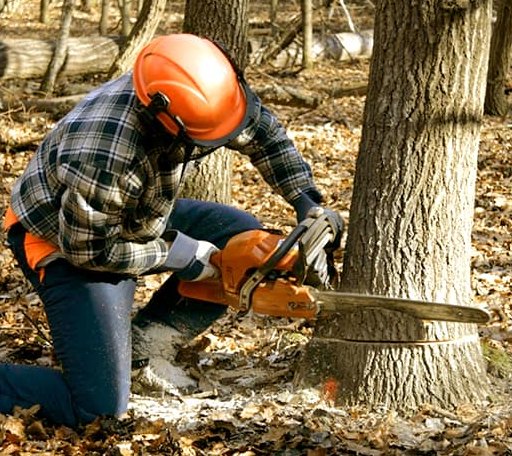 Tree Removal in Lake Ariel, PA